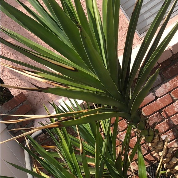 Meet your Posher, Shant - Picture 1 of 1